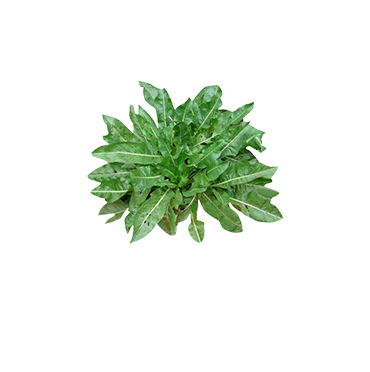 Feuille d'Isatis